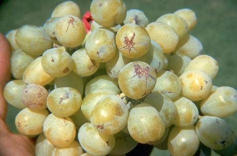 Crop damaged by western flower thrips.