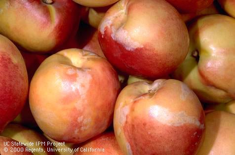 Crop damaged by western flower thrips.