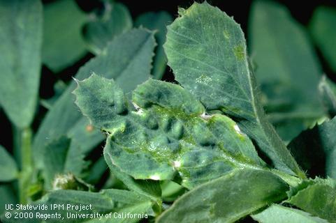 Crop damaged by western flower thrips.