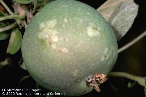 Crop damaged by western flower thrips.