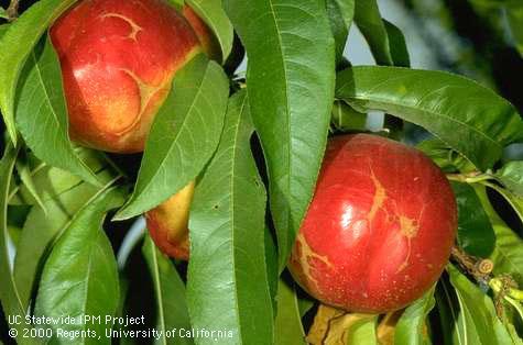 Thrips feeding on young fruit results in scarring of the fruit surface.