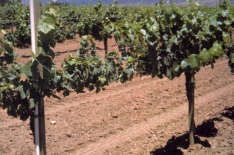 Crop damage by western flower thrips.