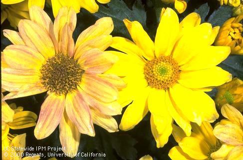 Crop damaged by western flower thrips.