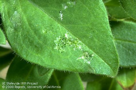 Western flower thrips frass and feeding scars.