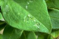 Western flower thrips damage