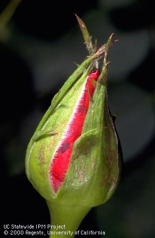 Scabby brown scars from western flower thrips feeding on rose bud sepals.