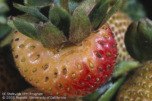 Type I bronzing caused by western flower thrips appears on small areas of the fruit surface where thrips have fed.