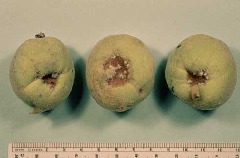 Damage by western flower thrips, <i>Frankliniella occidentalis,</i> on immature peaches.