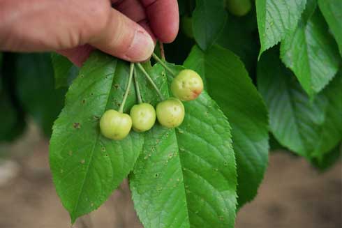 Western flower thrips, <i>Frankliniella occidentalis,</i>damage on green cherries.