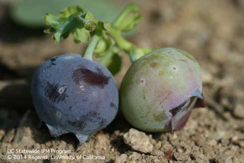 Western flower thrips, <i>Frankliniella occidentalis,</i> oviposition scars on blueberry fruit.