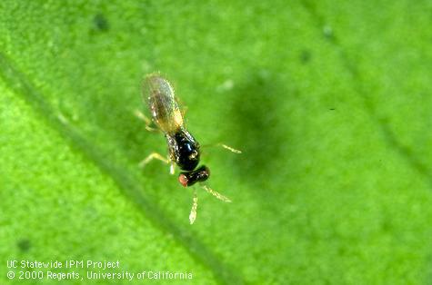 Adult female parasitic wasp, <i>Ceranisus menes</i>.