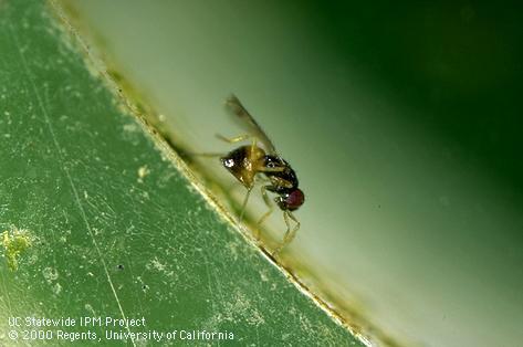 Adult female parasitic wasp, <i>Ceranisus menes</i>.