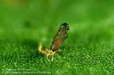 Pupa of <i>Ceranisus menes</i> on top the shriveled skin of a western flower thrips, <i>Frankliniella occidentalis</i>, it killed.