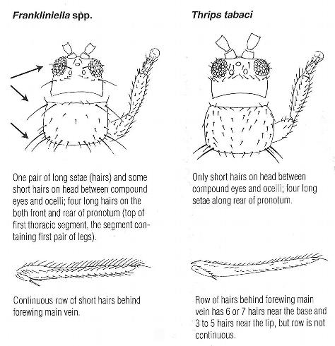 Characteristics for distinguishing flower thrips such as western flower thrips, <i>Frankliniella occidentalis</i> left, from onion thrips, <i>Thrips tabaci</i>.