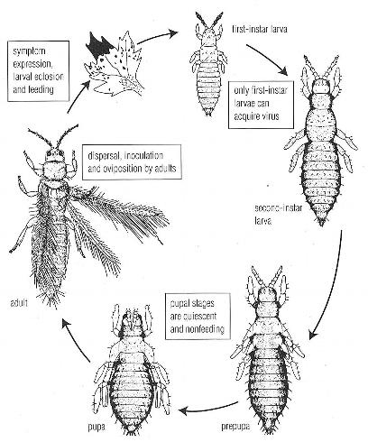 Life cycle of a tospovirus-vectoring thrips. Thrips can acquire the virus only during their first larval stage. They stay infected as they mature and transmit the virus as adults that move and feed on uninfected plants.