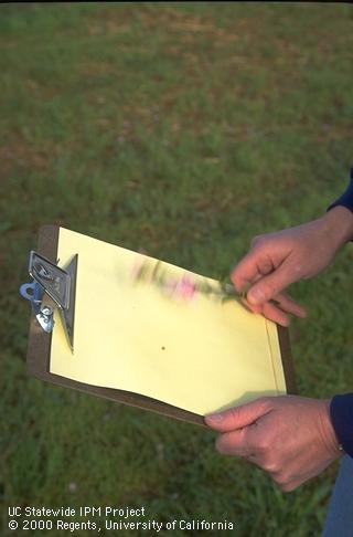 Monitoring for western flower thrips.