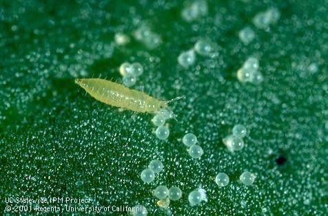 Nymph of western flower thrips.