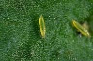 Western flower thrips nymphs