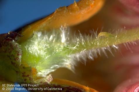 Nymph of western flower thrips.