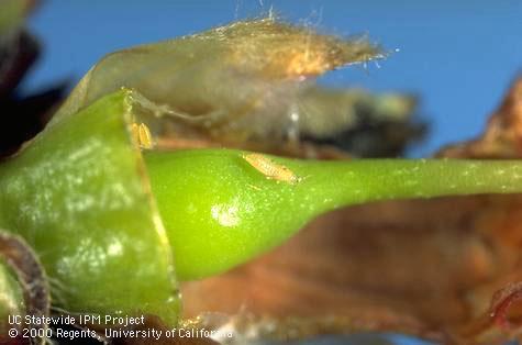 Western flower thrips nymph on young nectarine fruit.