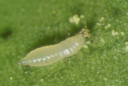 First instar nymph of western flower thrips, <I>Frankliniella occidentalis.</I>.