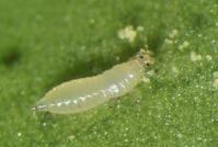 Western flower thrips first-instar 