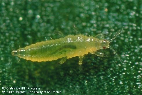 Second instar western flower thrips, <I>Frankliniella occidentalis.</I>.