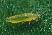 Western flower thrips second-instar  