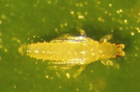 Prepupa of western flower thrips, <I>Frankliniella occidentalis.</I>.