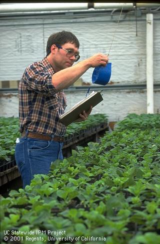 Traps for western flower thrips.