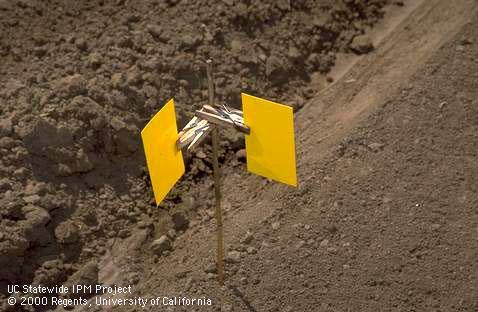 Sticky traps at right angles for detecting thrips migration direction.