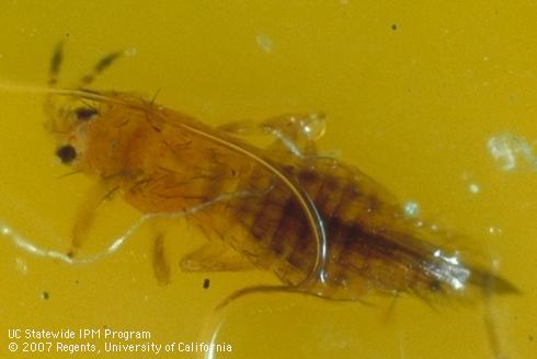 Adult western flower thrips, <I>Frankliniella occidentalis,</I> caught in a yellow sticky trap.