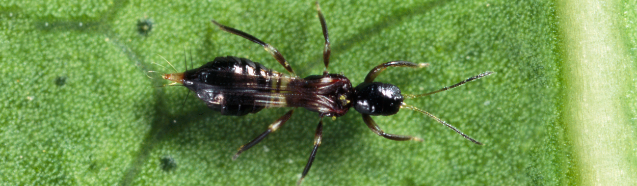 Adult predatory thrips, <i>Franklinothrips vespiformis,</i> which in the field cannot be distinguished from <i>Franklinothrips orizabensis.</i> Both of these beneficial thrips feed on pest mites and thrips.