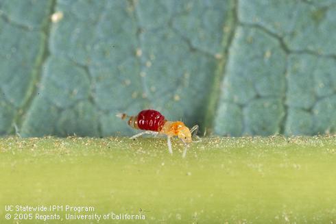 Larva (nymph) of Franklinothrips vespiformis.