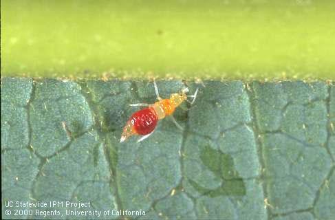 Predatory Frankliniella vespiforma thrips.