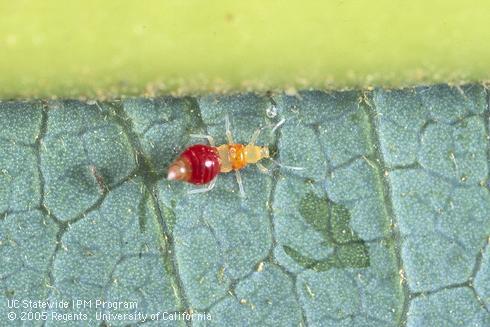 Larva (nymph) of Franklinothrips vespiformis.