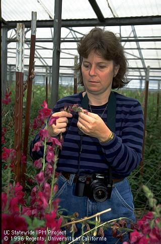 Farm Advisor: Ann King.