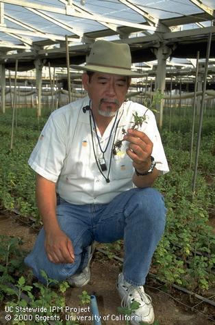 John Kabashima inspecting Rhizoctonia-infested greenhouse chrysanthemum.