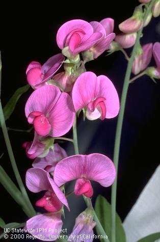 Pink sweet pea blossoms.