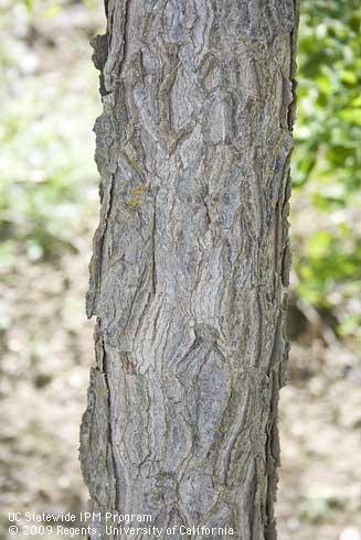 Bark of coffee tree, <I>Gymnocladus dioica</I>.