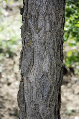 bark of coffee tree