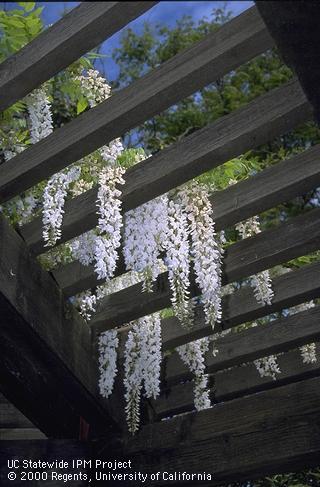 Wisteria sp. blossoms hanging down through a wood arbor.