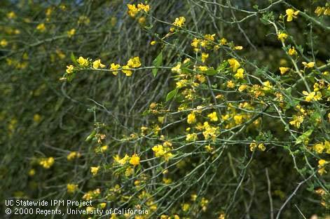 Inflorescences of blue Palo Verde, <I>Cercidium floridum.</I>.