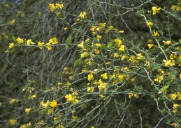 inflorescence