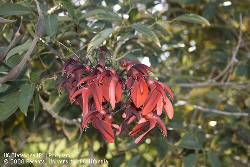 Flowers of Cockspur Coral tree, <I>Erythrina crista-galli.</I>.