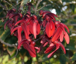 Flowers of coral tree