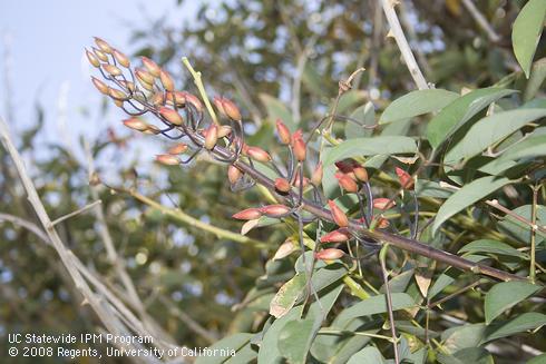 Flower buds of Cockspur Coral tree, <I>Erythrina crista-galli.</I>.