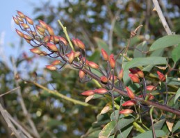 Flower buds