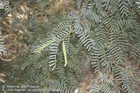 Flowers and leaves of mesquite, <I>Prosopis</I> sp.