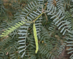 Leaves and flower